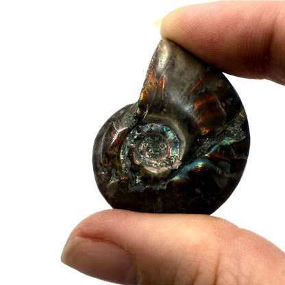 Fire Ammonite (1-2")