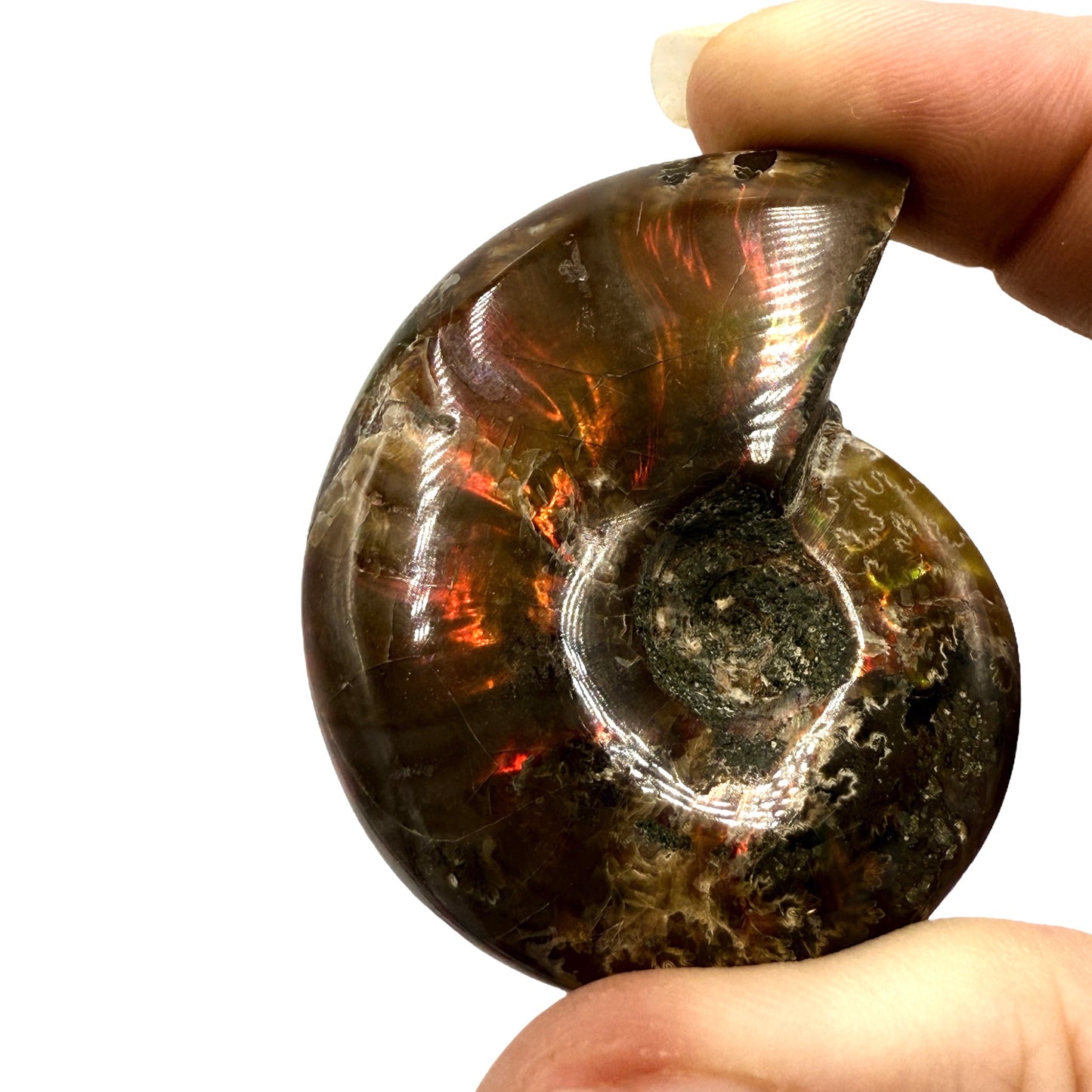 Fire Ammonite (1-2")
