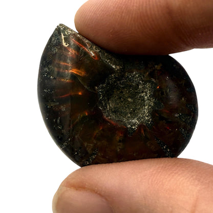 Fire Ammonite (1-2")