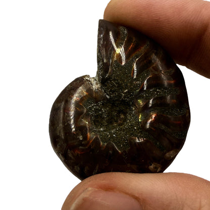 Fire Ammonite (1-2")