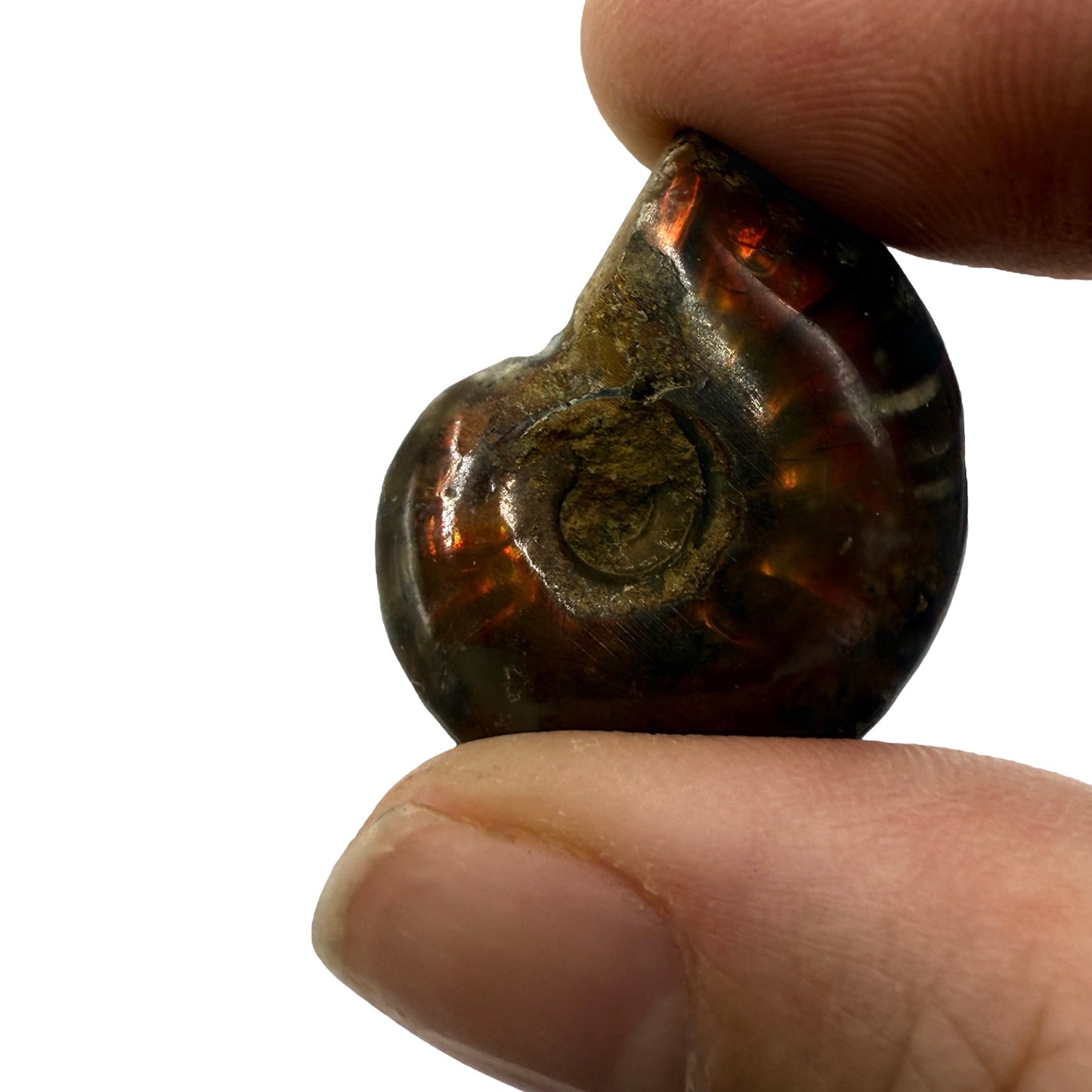 Fire Ammonite (1-2")