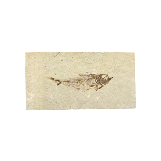 Fossil Fish Plate (Knightia from Green River Formation, S)