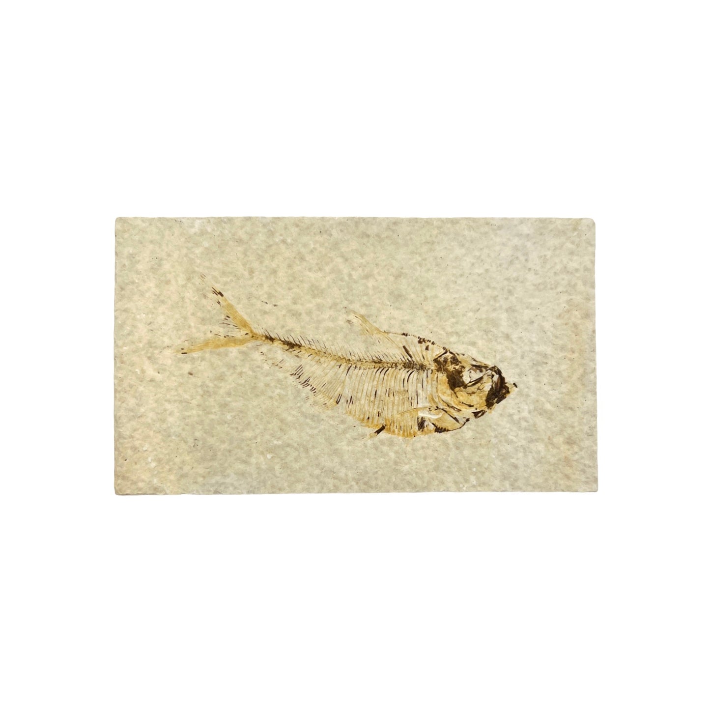 Fossil Fish Plate (Knightia from Green River Formation, S)