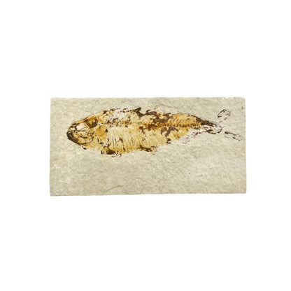 Fossil Fish Plate (Knightia from Green River Formation, S)