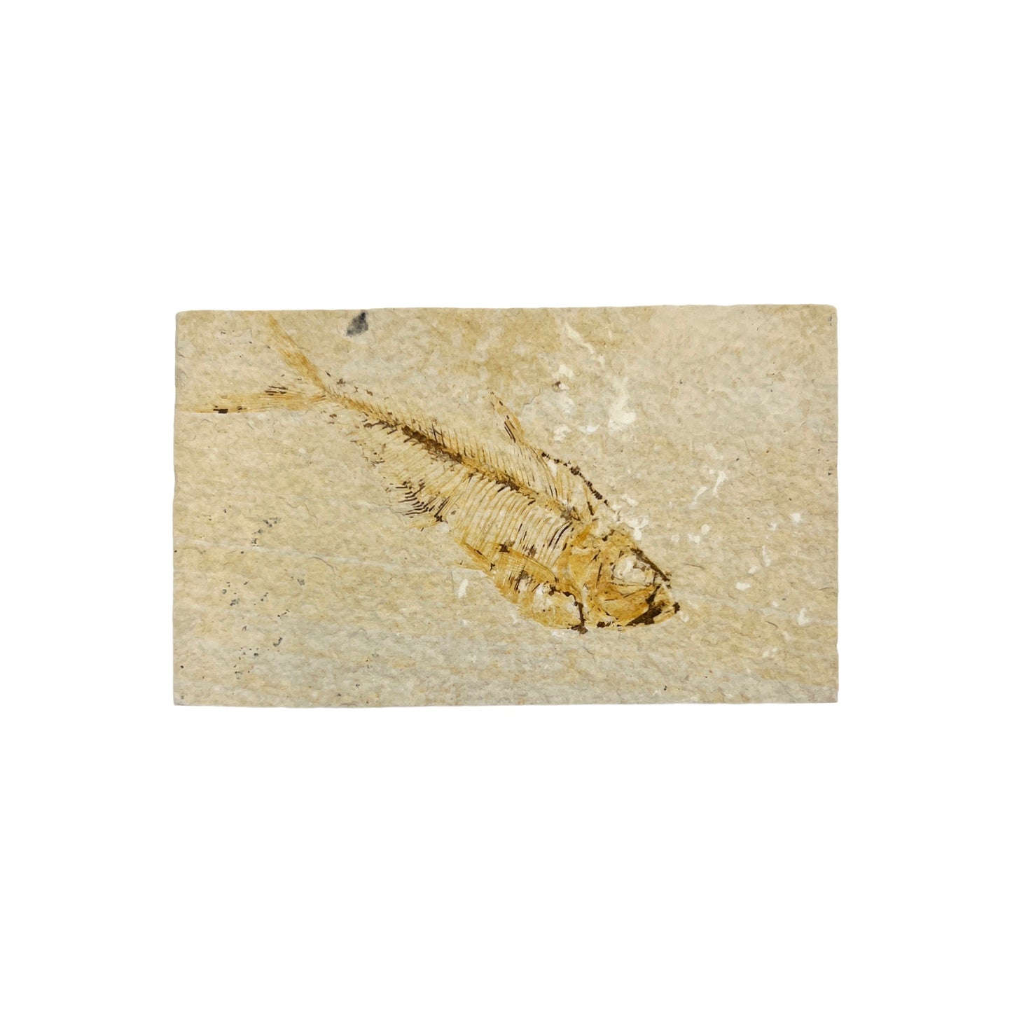 Fossil Fish Plate (Knightia from Green River Formation, S)