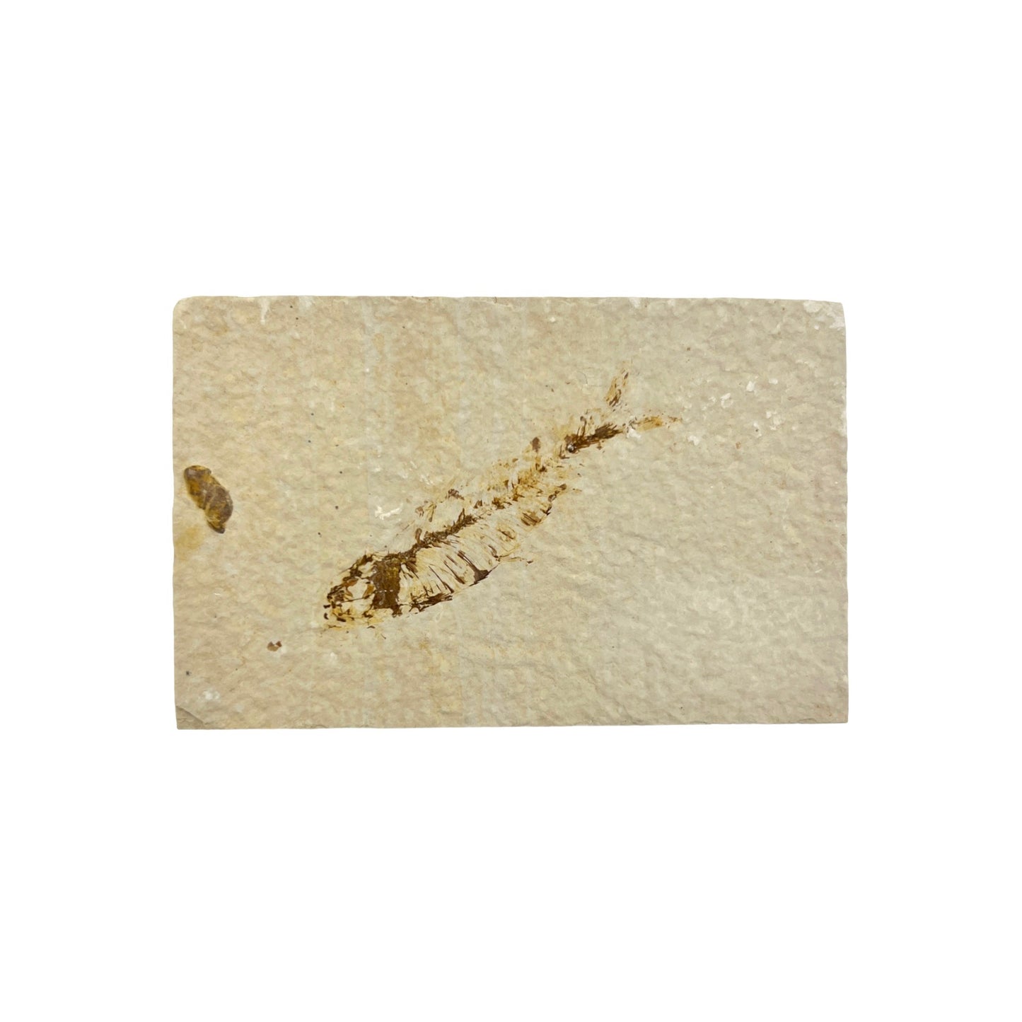 Fossil Fish Plate (Knightia from Green River Formation, S)