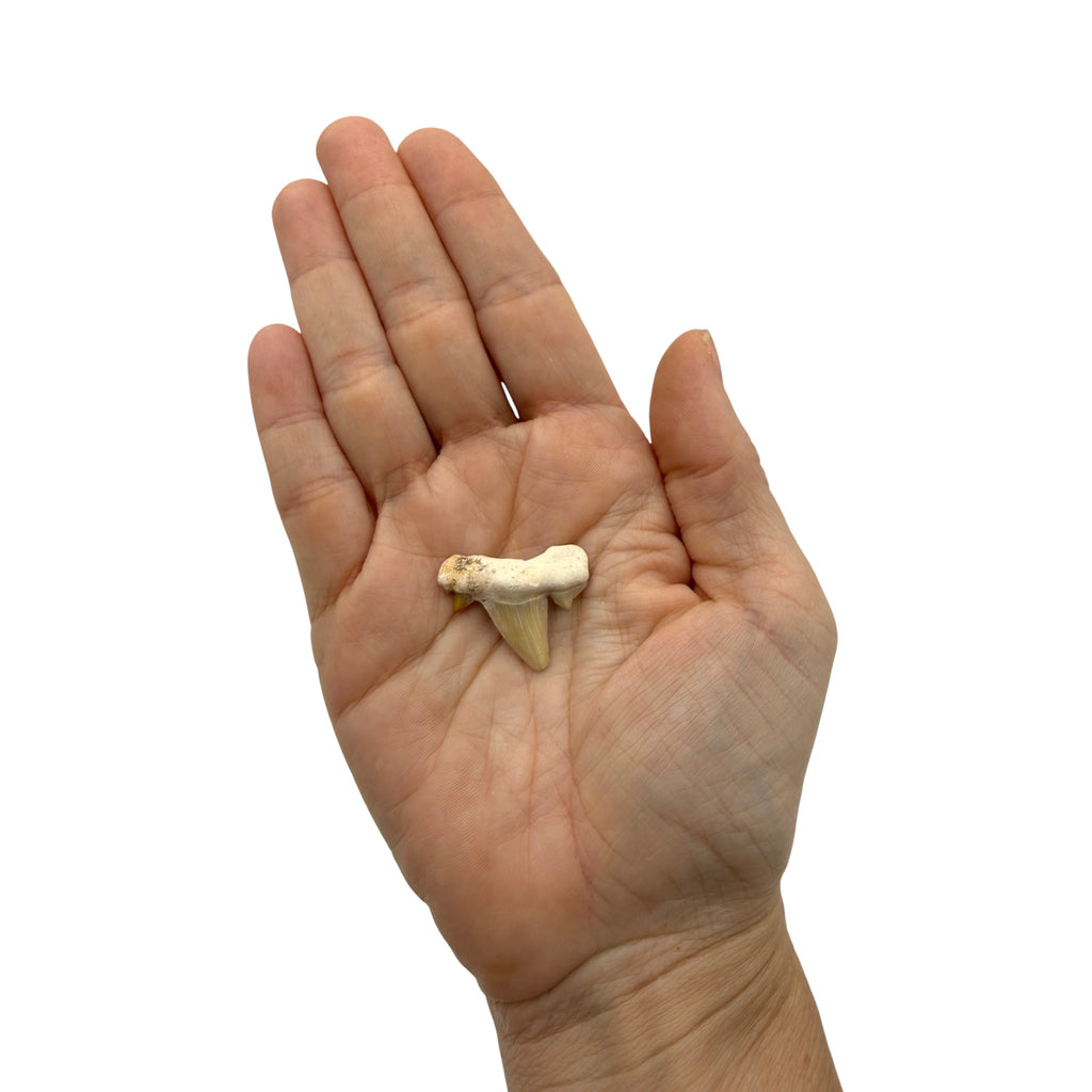 Fossil Shark Tooth (Otodus)
