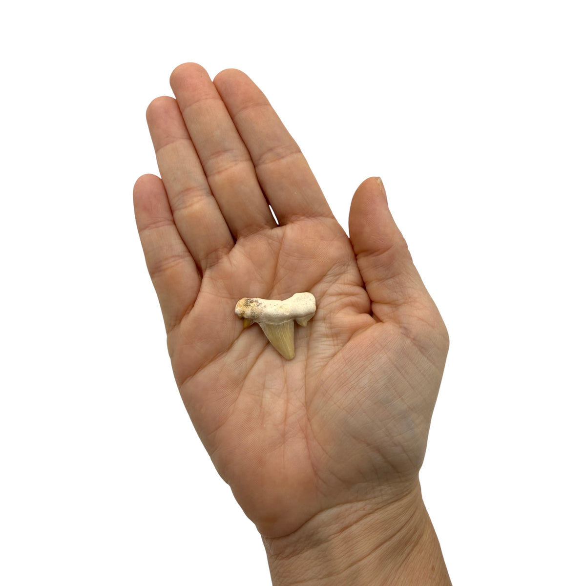 Fossil Shark Tooth (Otodus)