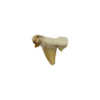 Fossil Shark Tooth (Otodus)