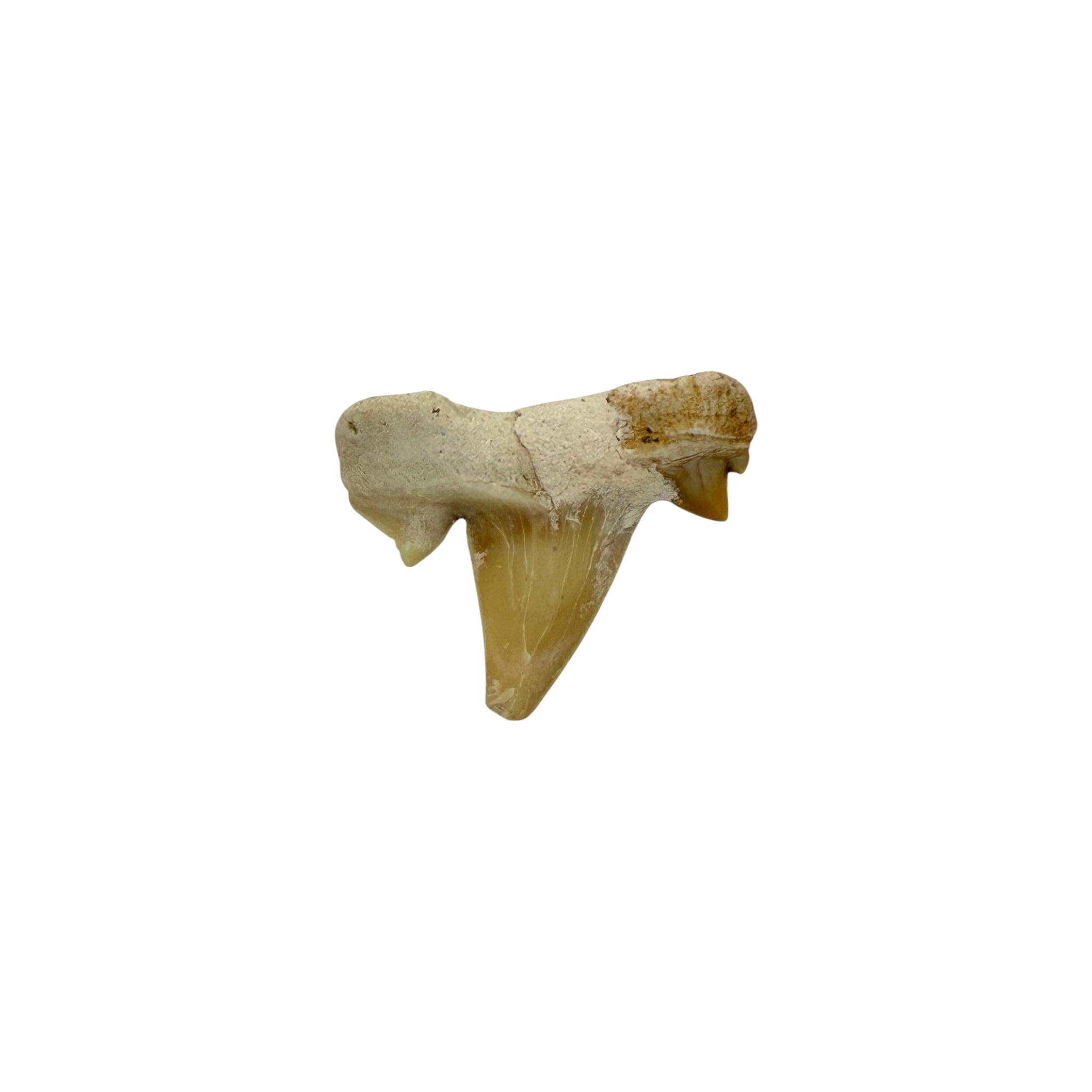 Fossil Shark Tooth (Otodus)