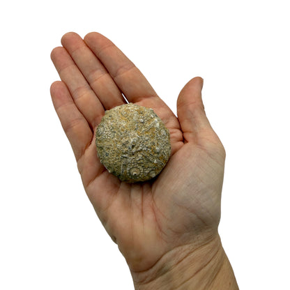 Sea Urchin Fossil
