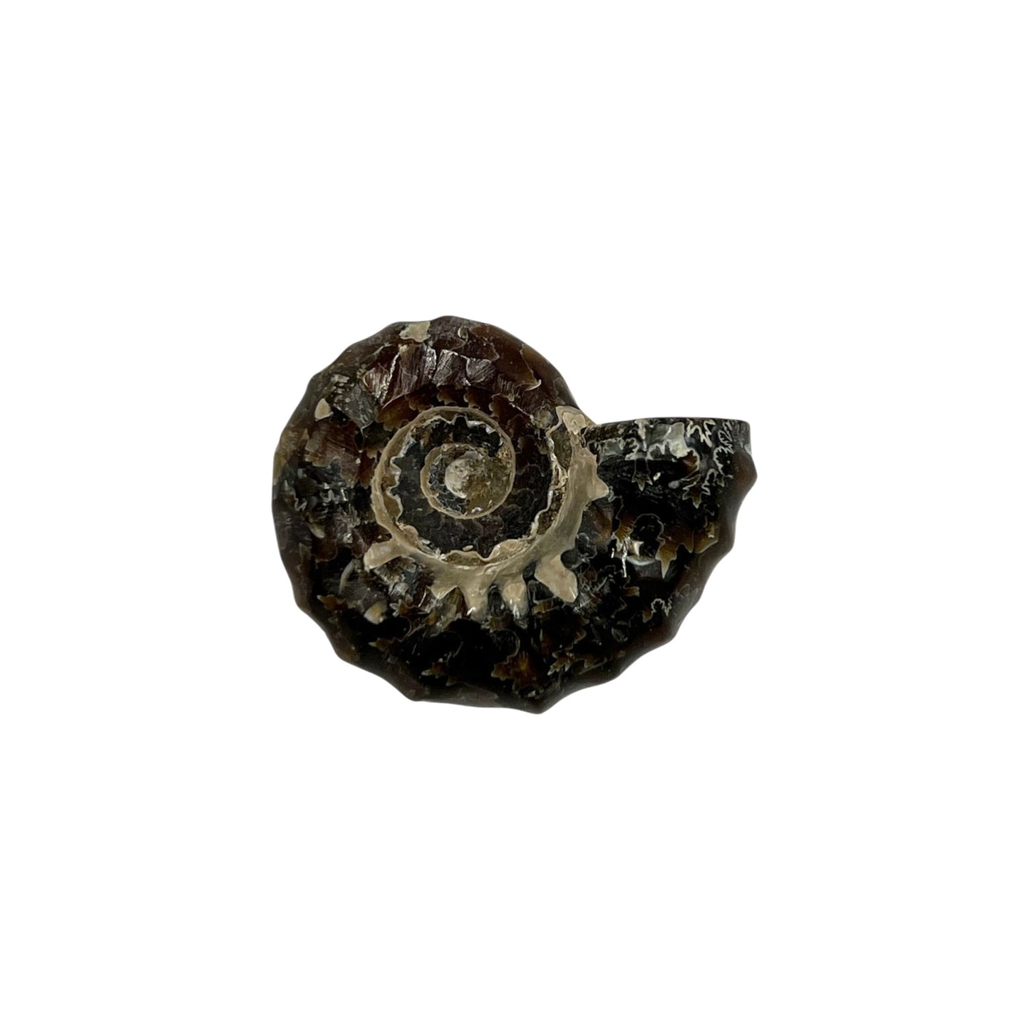 Tractor Ammonite