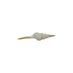 Distaff Spindle Shell (5")