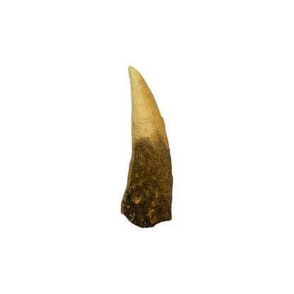 Tooth Replica (Spinosaurus)