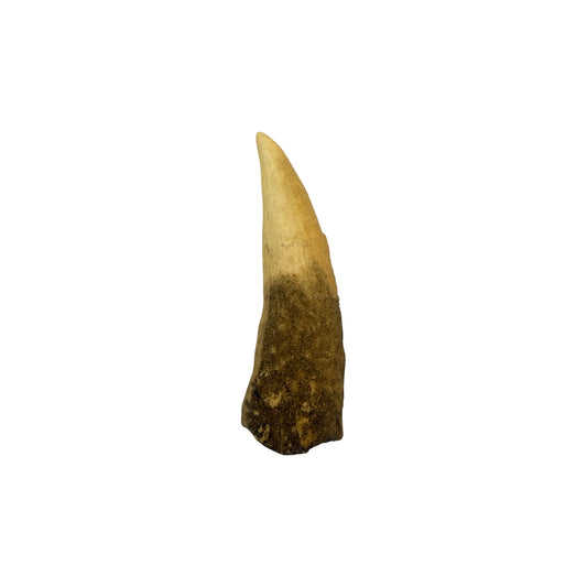Tooth Replica (Spinosaurus)