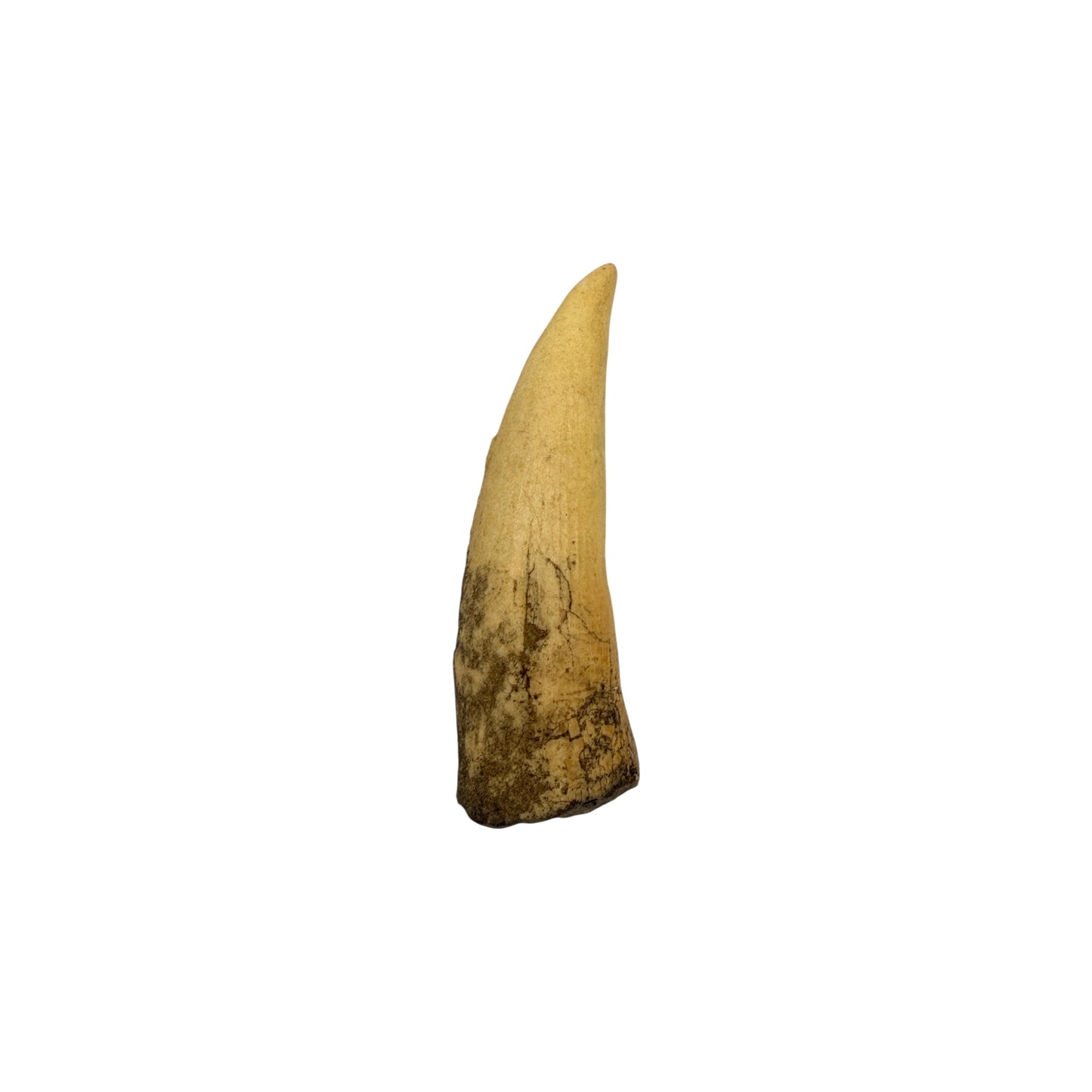 Tooth Replica (Spinosaurus)