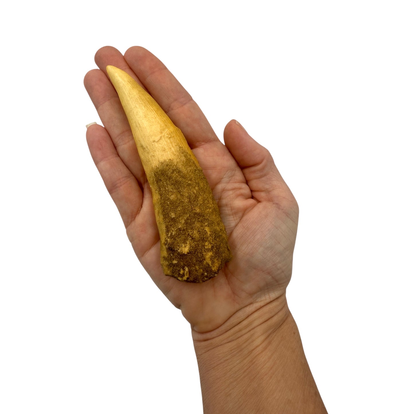 Tooth Replica (Spinosaurus)