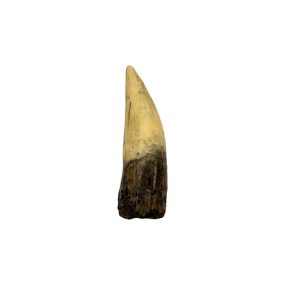 Tooth Replica (Spinosaurus)