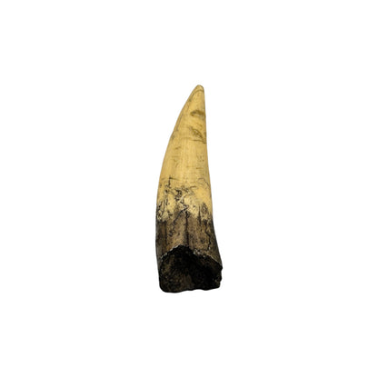 Tooth Replica (Spinosaurus)