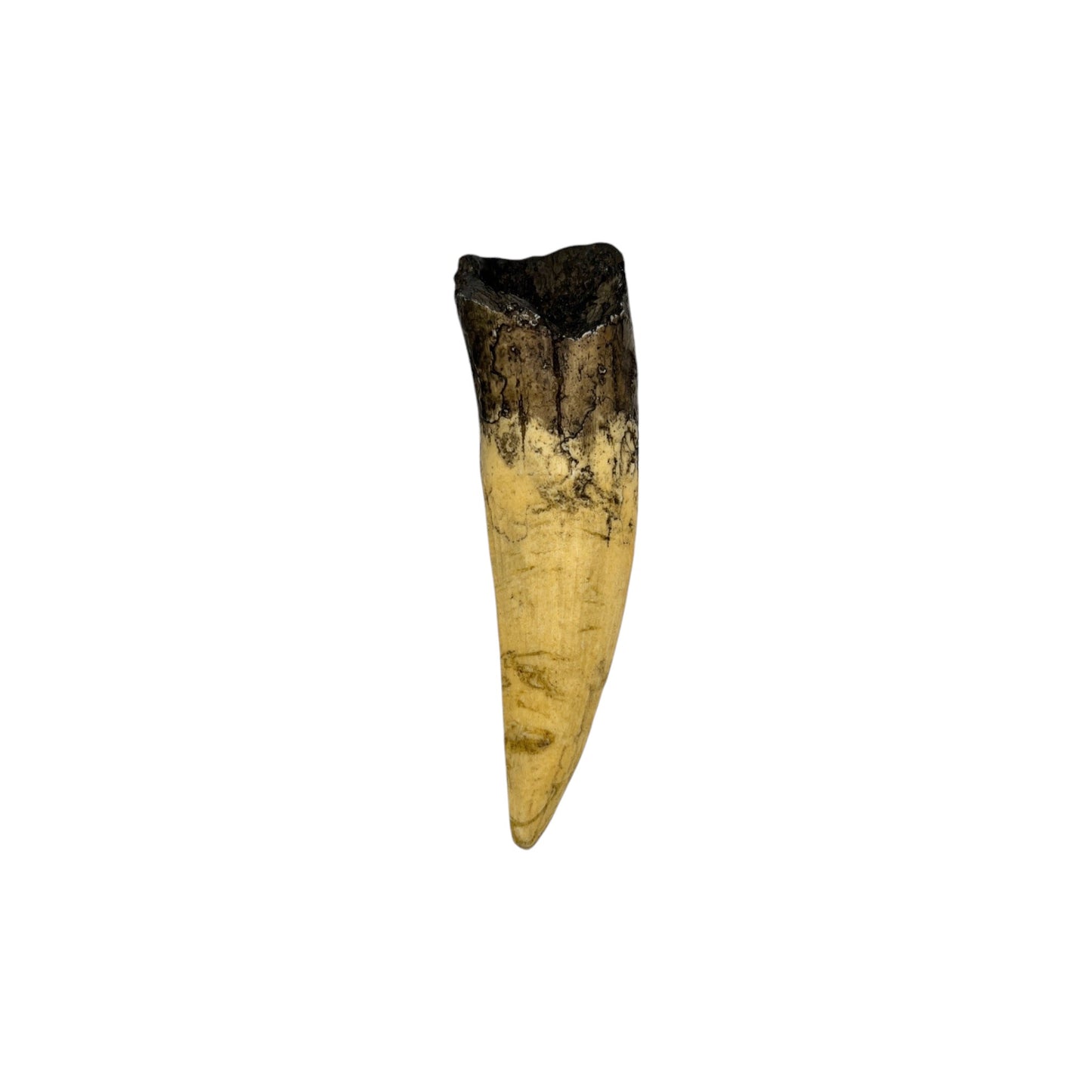 Tooth Replica (Spinosaurus)