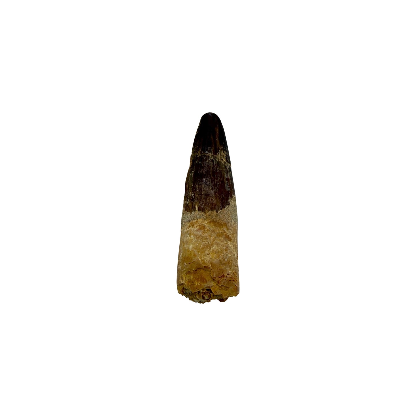 Fossilized Dinosaur Tooth (Spinosaurus, 1.75-2")