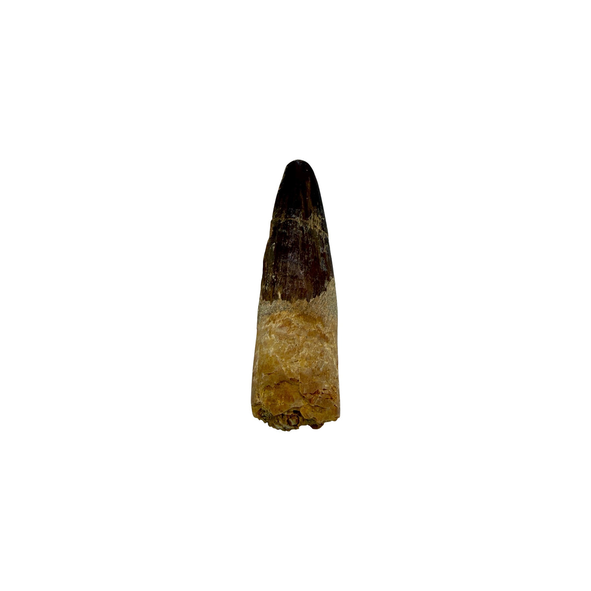 Fossilized Dinosaur Tooth (Spinosaurus, 1.75-2")