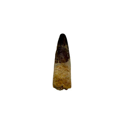 Fossilized Dinosaur Tooth (Spinosaurus, 1.75-2")
