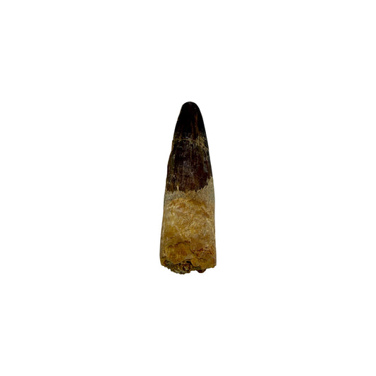 Fossilized Dinosaur Tooth (Spinosaurus, 1.75-2")