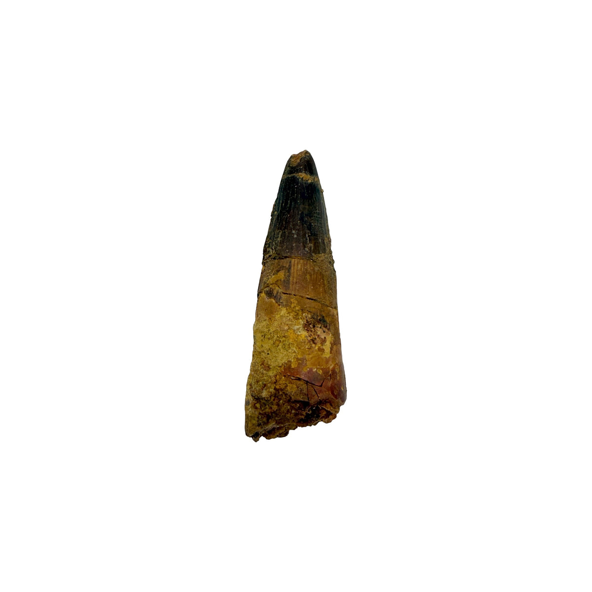 Fossilized Dinosaur Tooth (Spinosaurus, 1.75-2")