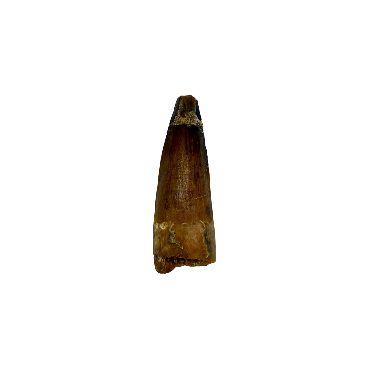 Fossilized Dinosaur Tooth (Spinosaurus, 1.75-2")