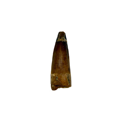 Fossilized Dinosaur Tooth (Spinosaurus, 1.75-2")