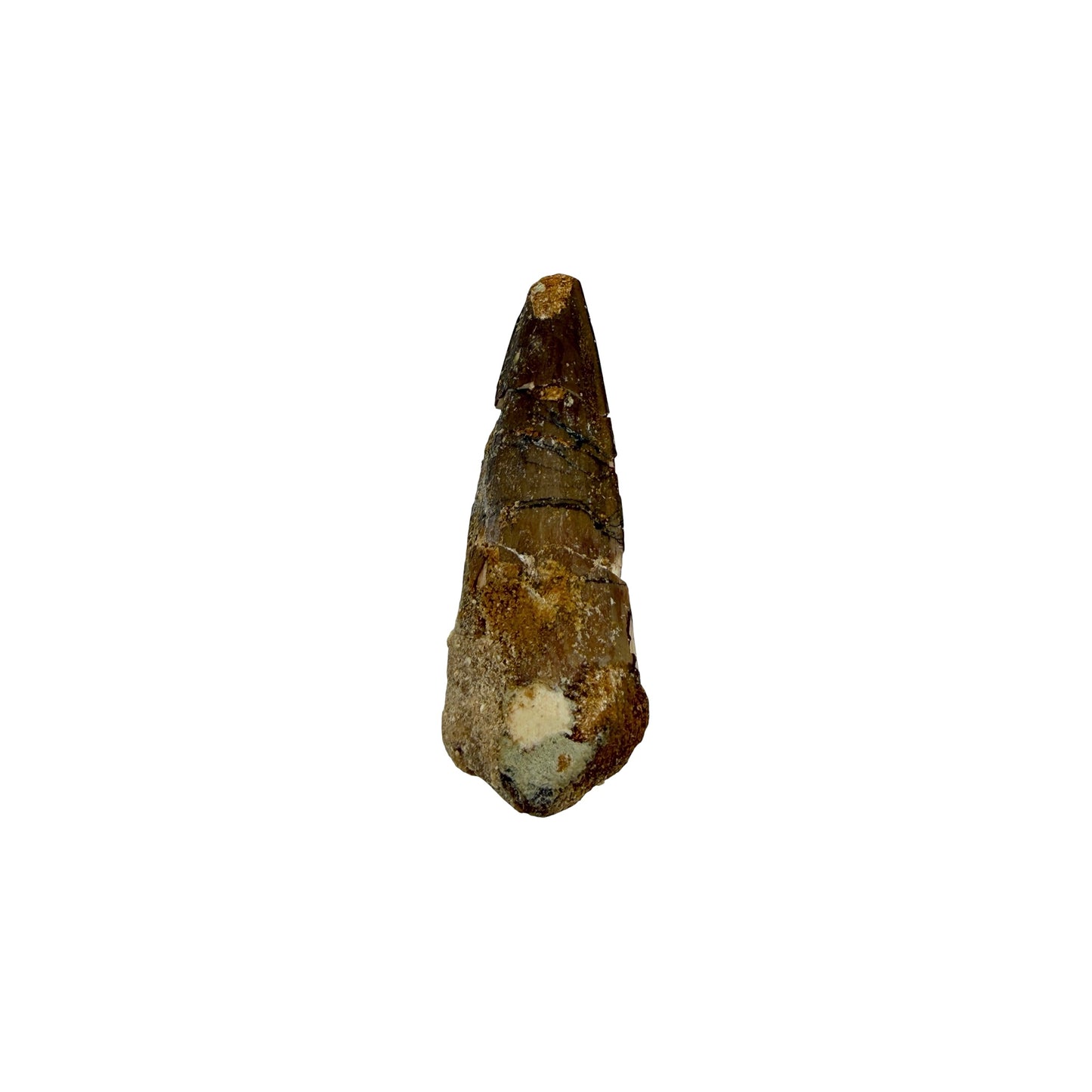 Fossilized Dinosaur Tooth (Spinosaurus, 1.75-2")