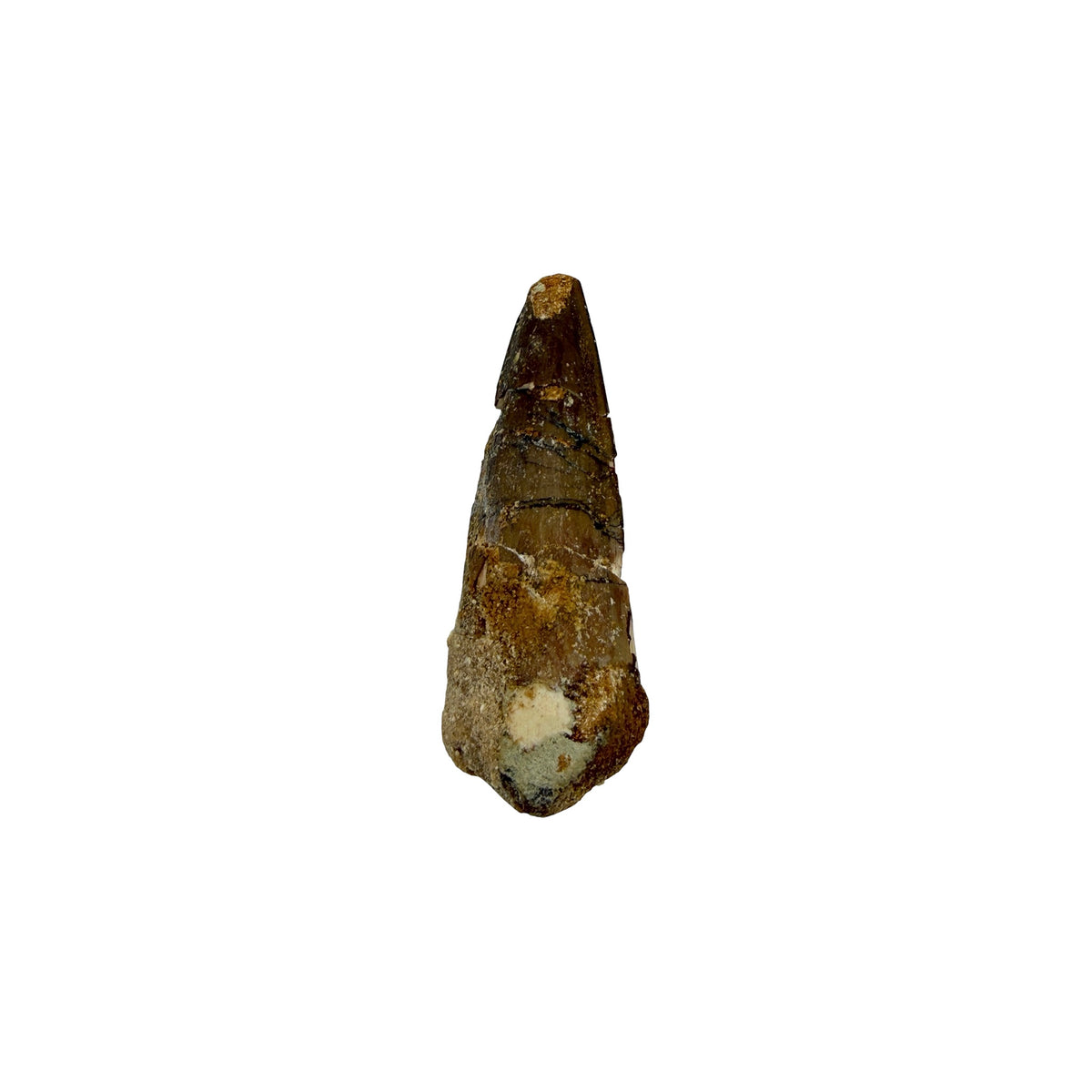 Fossilized Dinosaur Tooth (Spinosaurus, 1.75-2")
