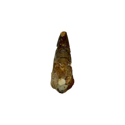 Fossilized Dinosaur Tooth (Spinosaurus, 1.75-2")