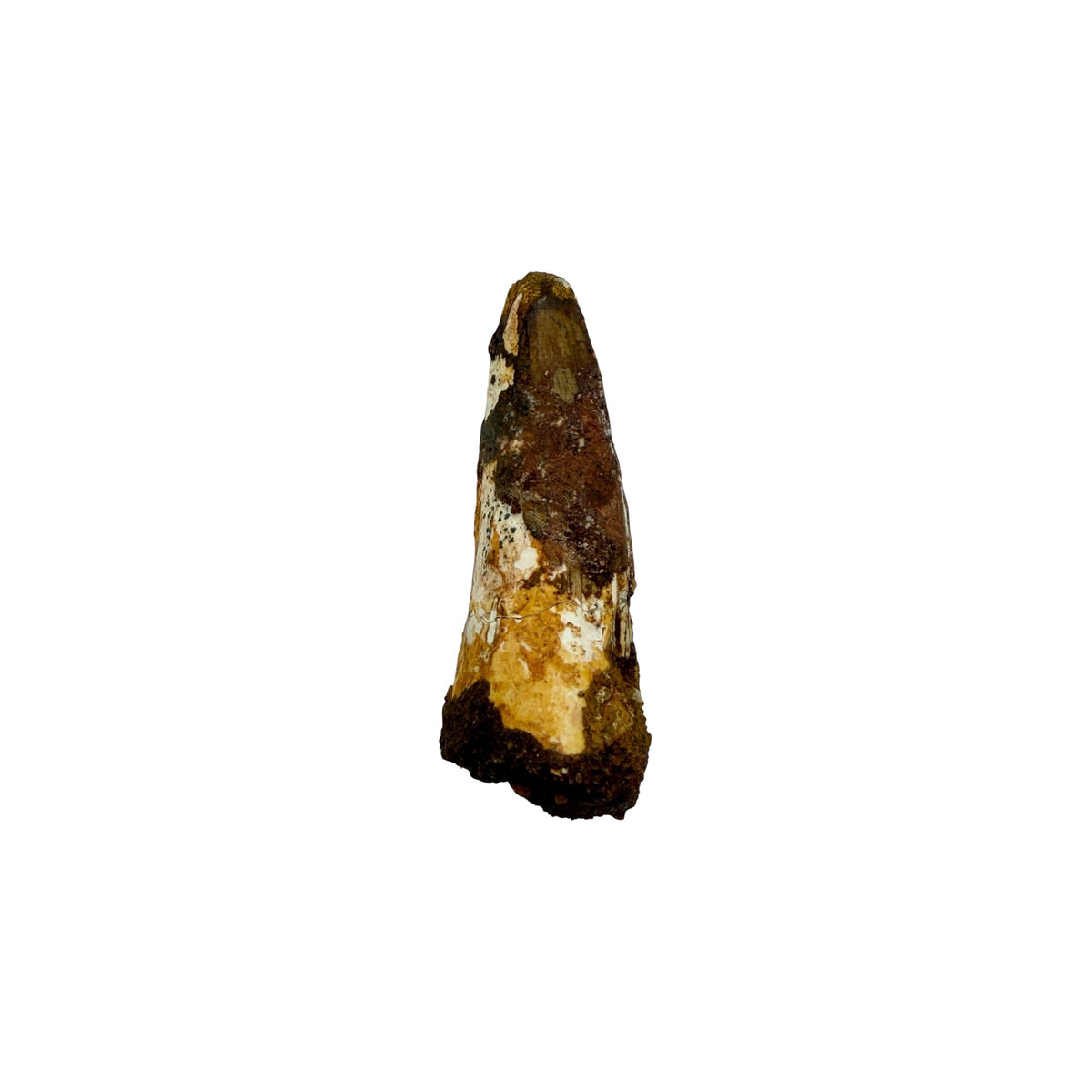 Fossilized Dinosaur Tooth (Spinosaurus, 1.75-2")
