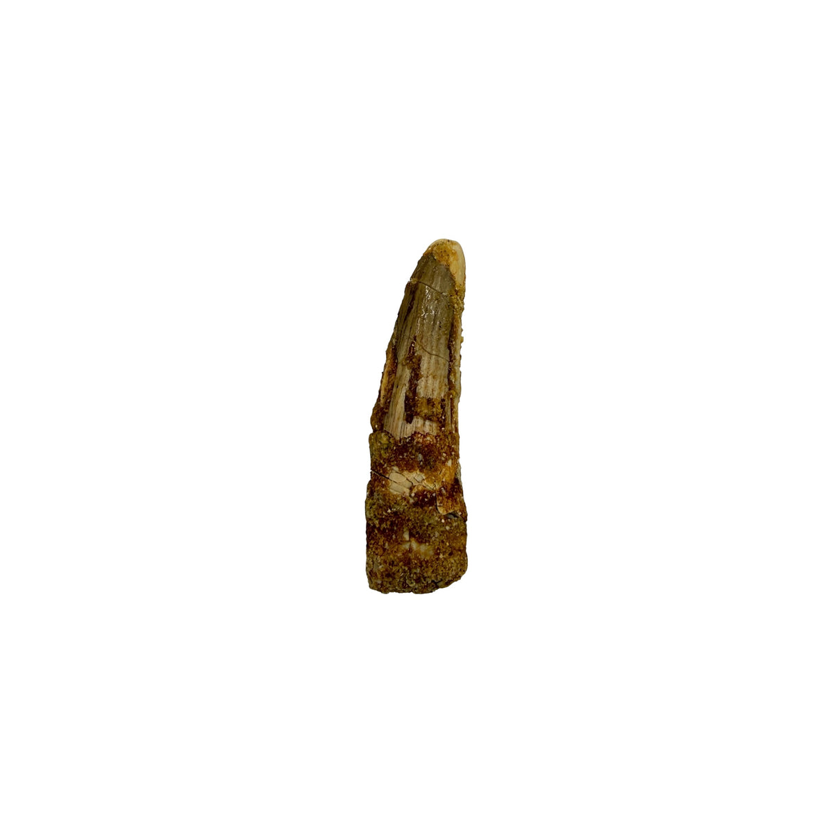 Fossilized Dinosaur Tooth (Spinosaurus, 1.75-2")