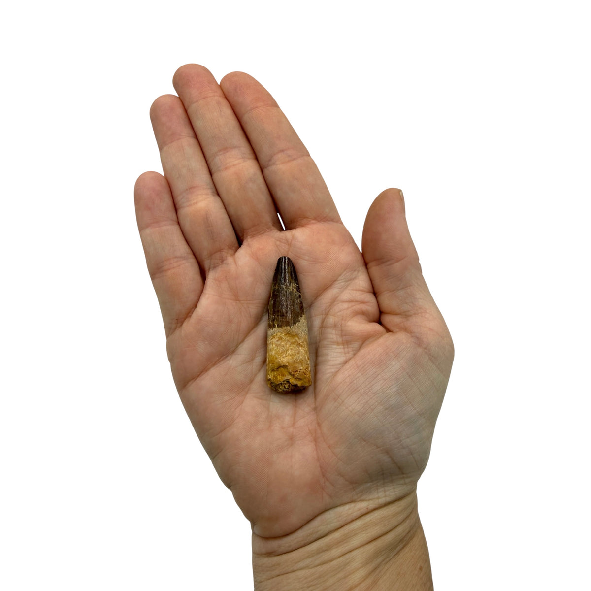 Fossilized Dinosaur Tooth (Spinosaurus, 1.75-2")