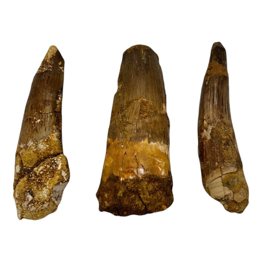 Fossilized Dinosaur Tooth (Spinosaurus, 2-2.5")