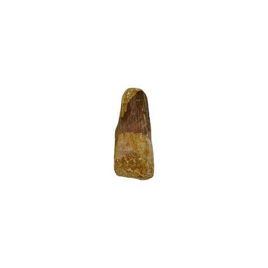 Fossilized Dinosaur Tooth (Spinosaurus, 1.25-2")