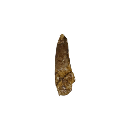 Fossilized Dinosaur Tooth (Spinosaurus, 2-2.5")