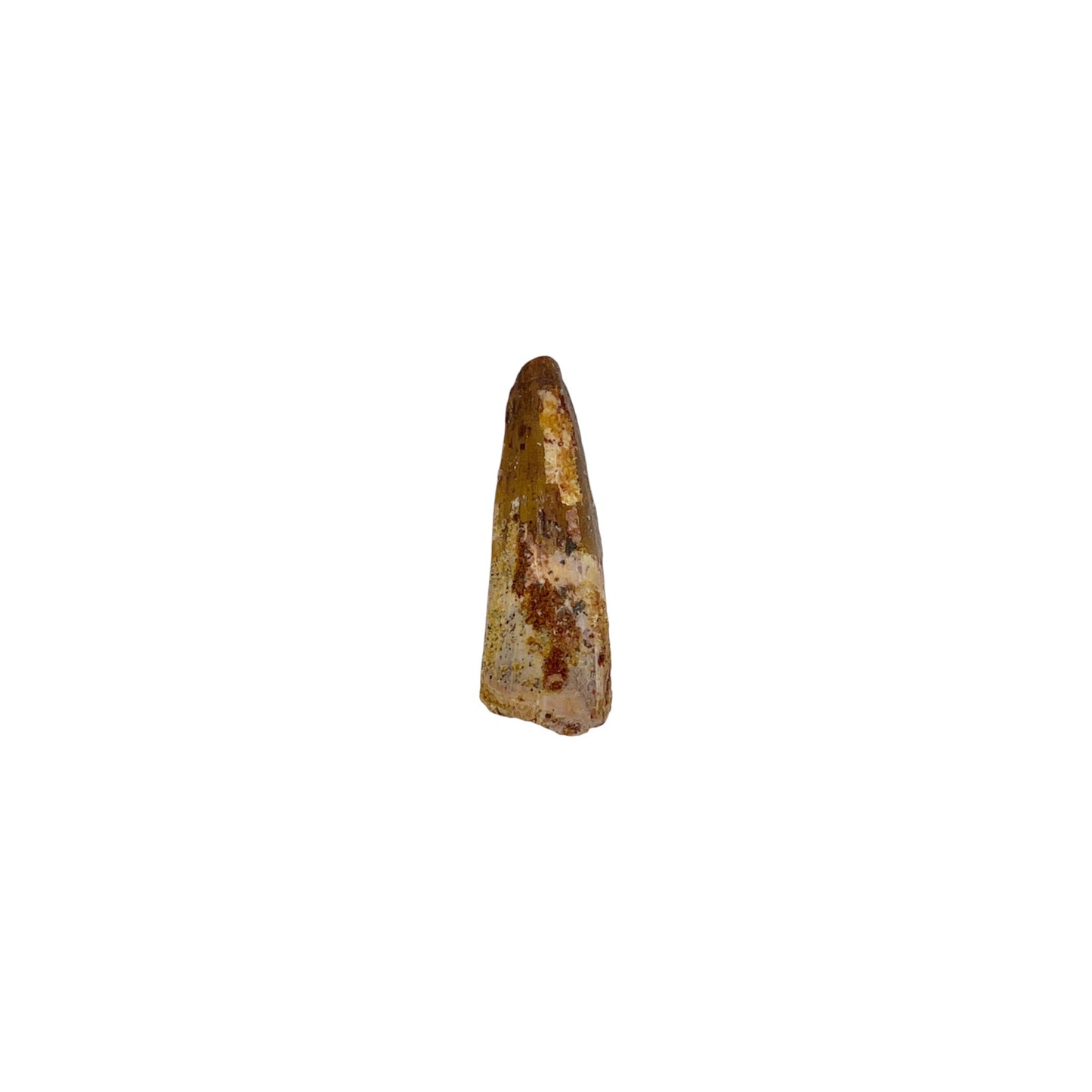 Fossilized Dinosaur Tooth (Spinosaurus, 1.25-2")