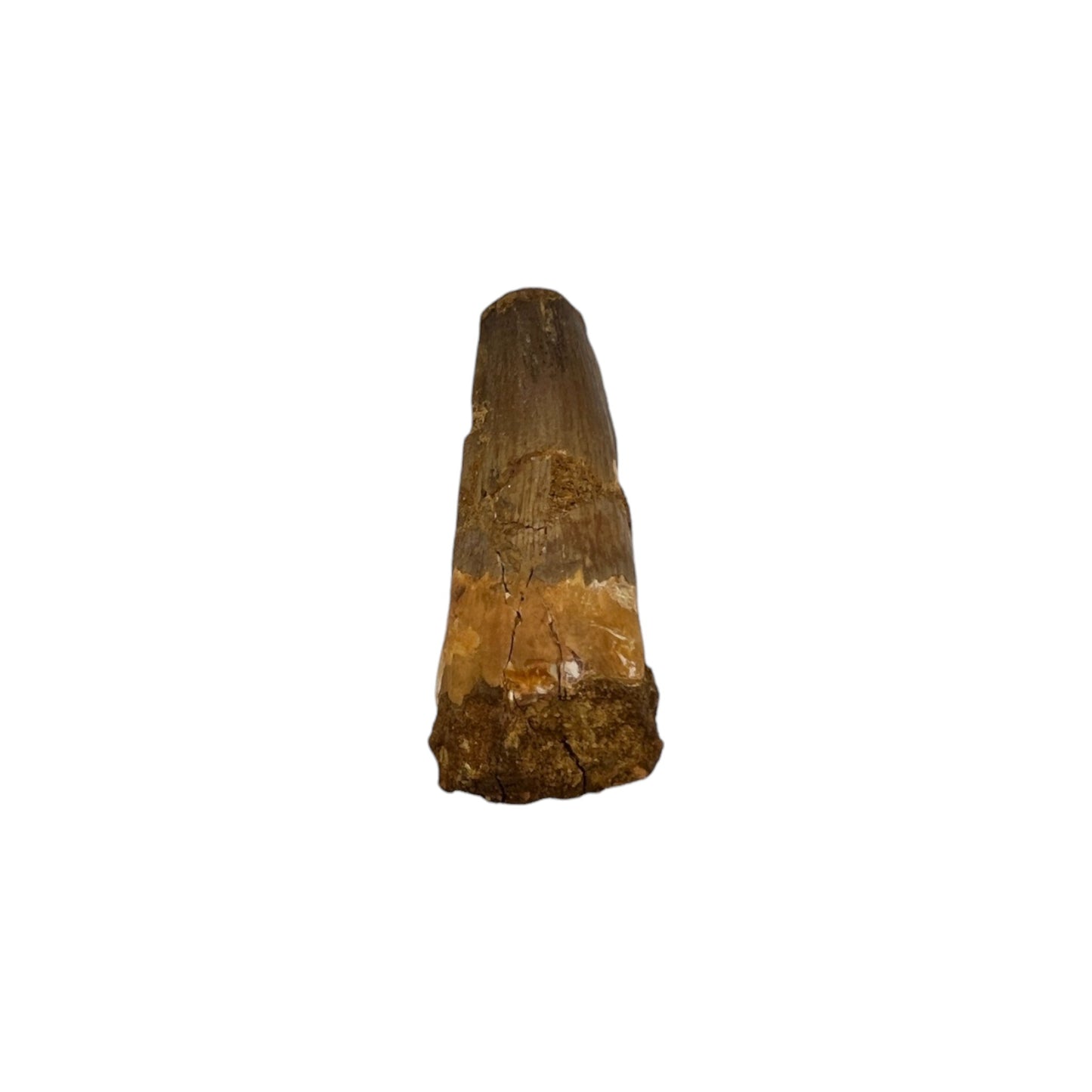 Fossilized Dinosaur Tooth (Spinosaurus, 2-2.5")