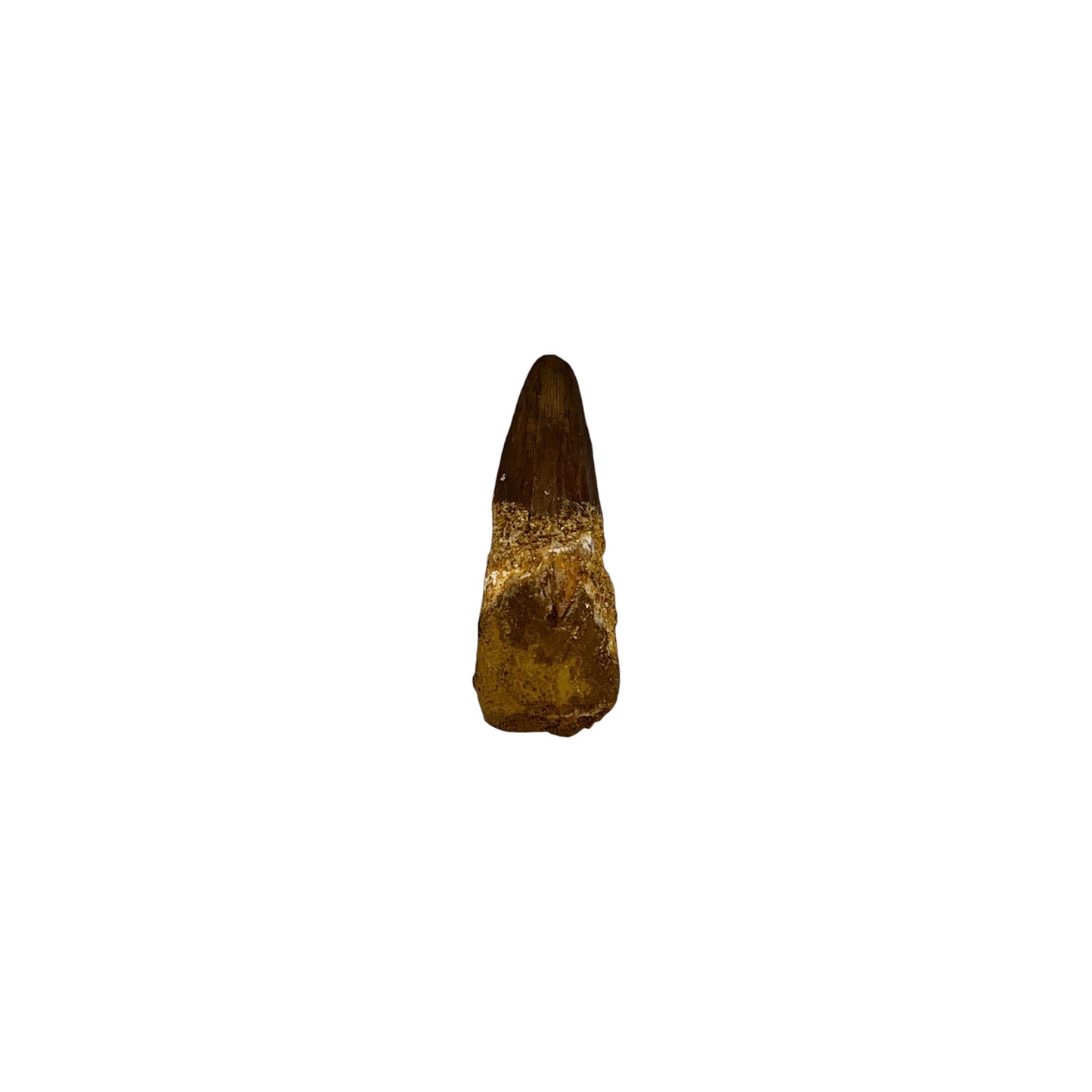 Fossilized Dinosaur Tooth (Spinosaurus, 1.25-2")