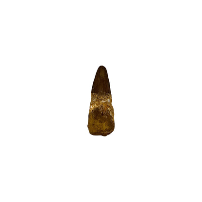 Fossilized Dinosaur Tooth (Spinosaurus, 1.25-2")