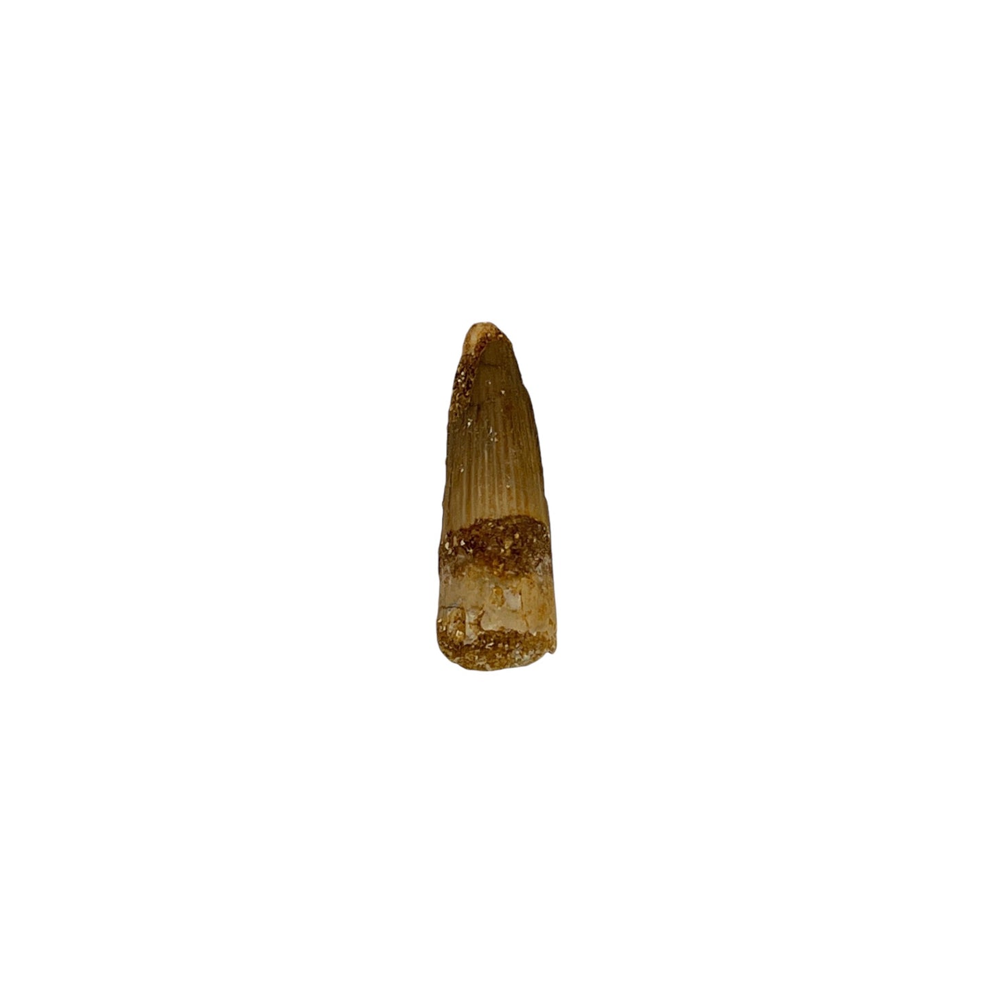 Fossilized Dinosaur Tooth (Spinosaurus, 1.25-2")