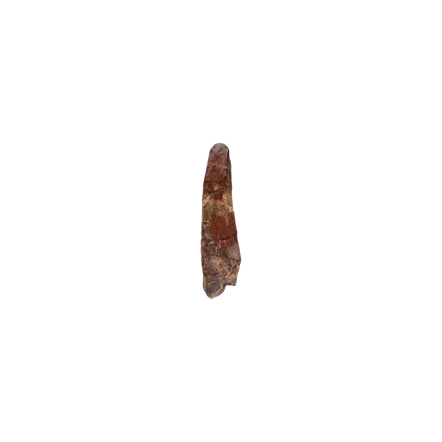 Fossilized Dinosaur Tooth (Spinosaurus, 1.25-2")