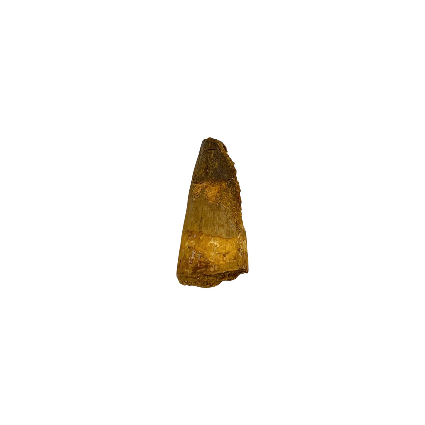 Fossilized Dinosaur Tooth (Spinosaurus, 1.25-2")