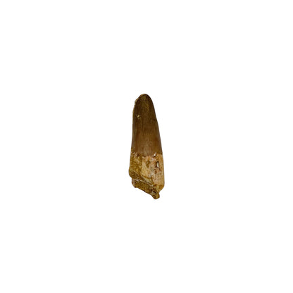 Fossilized Dinosaur Tooth (Spinosaurus, 1.25-2")