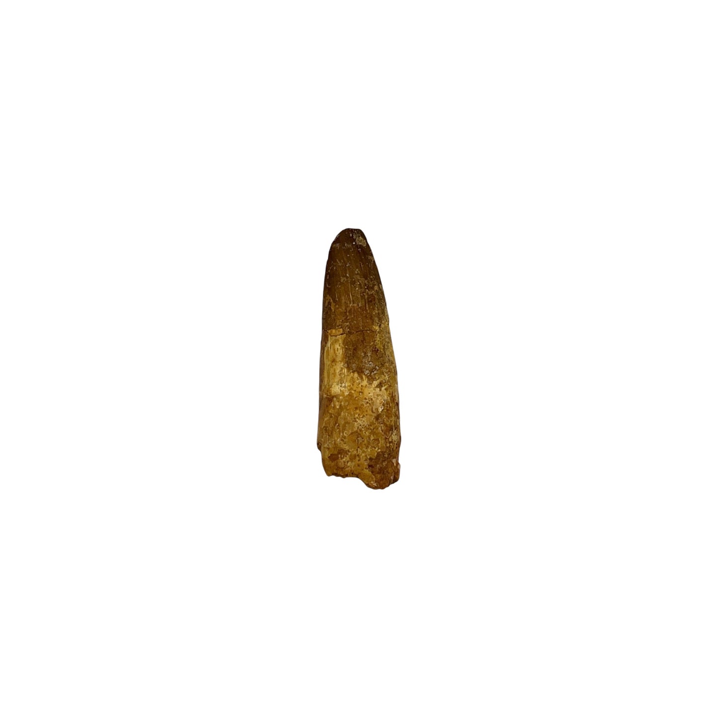 Fossilized Dinosaur Tooth (Spinosaurus, 1.25-2")