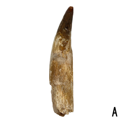 Fossilized Dinosaur Tooth (Spinosaurus, 6-7")